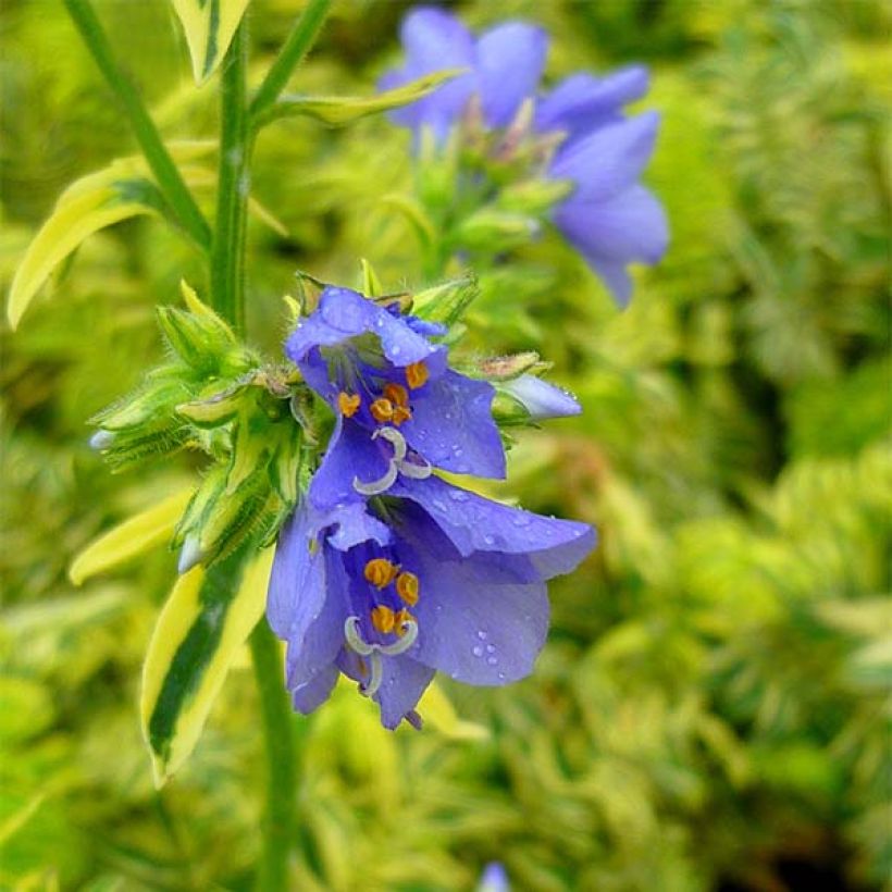 Polemonium caeruleum Brise d'Anjou (Floração)