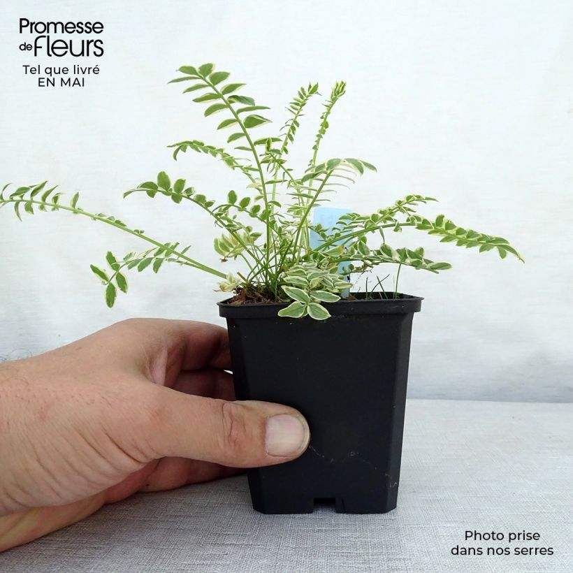 Amostra de Polemonium caeruleum Brise d'Anjou Vaso de 8/9 cm tal como entregue na primavera