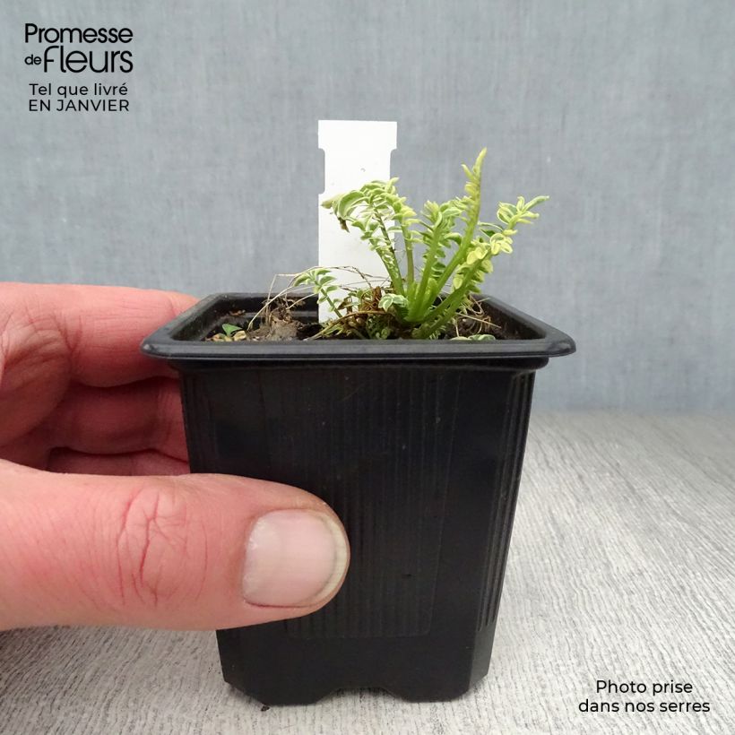 Amostra de Polemonium caeruleum Brise d'Anjou Vaso de 8/9 cm tal como entregue no inverno