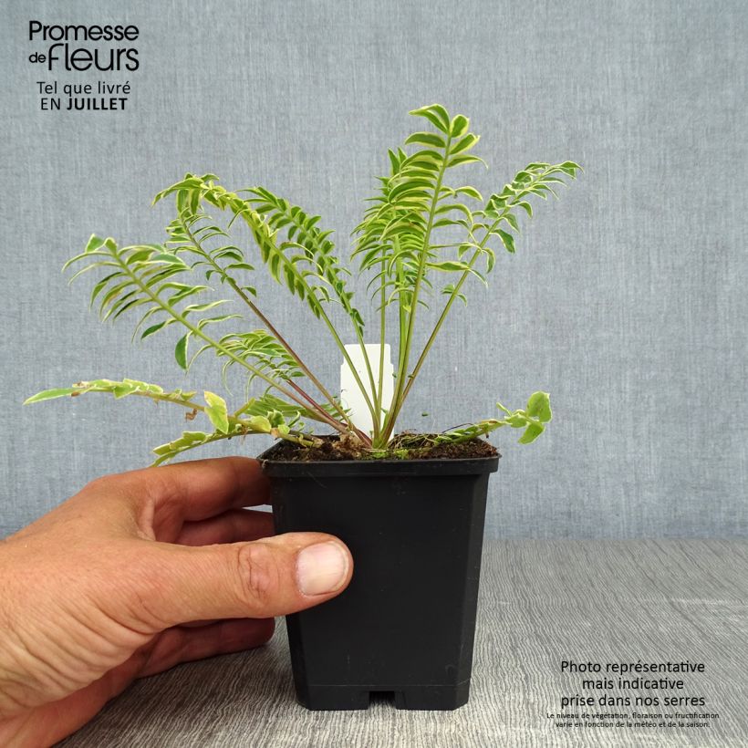 Amostra de Polemonium caeruleum Brise d'Anjou Vaso de 8/9 cm tal como entregue no verão