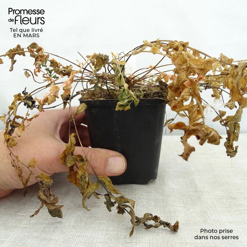 Amostra de Polemonium caeruleum Lambrook Mauve Vaso de 8/9 cm tal como entregue na primavera