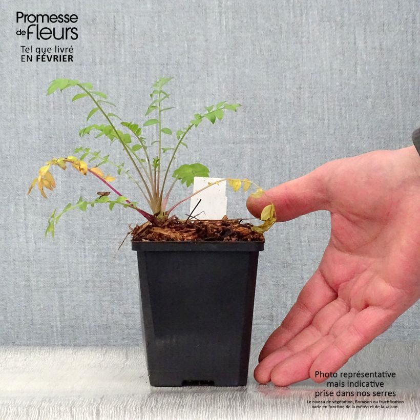 Amostra de Polemonium caeruleum Lambrook Mauve Vaso de 8/9 cm tal como entregue no inverno