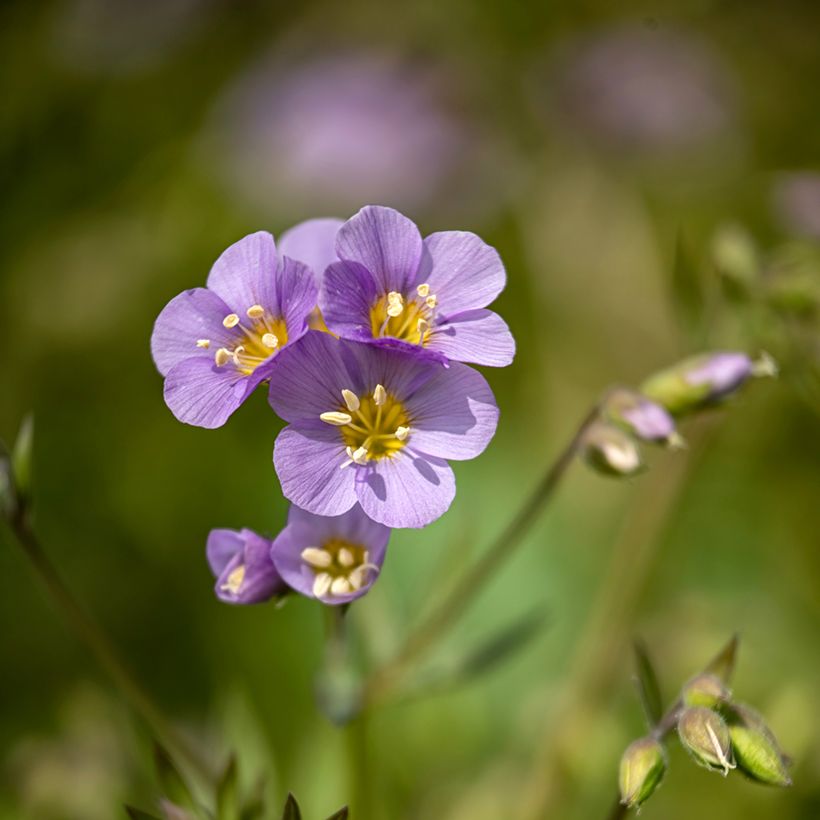 Polemonium caeruleum Lambrook Mauve (Floração)