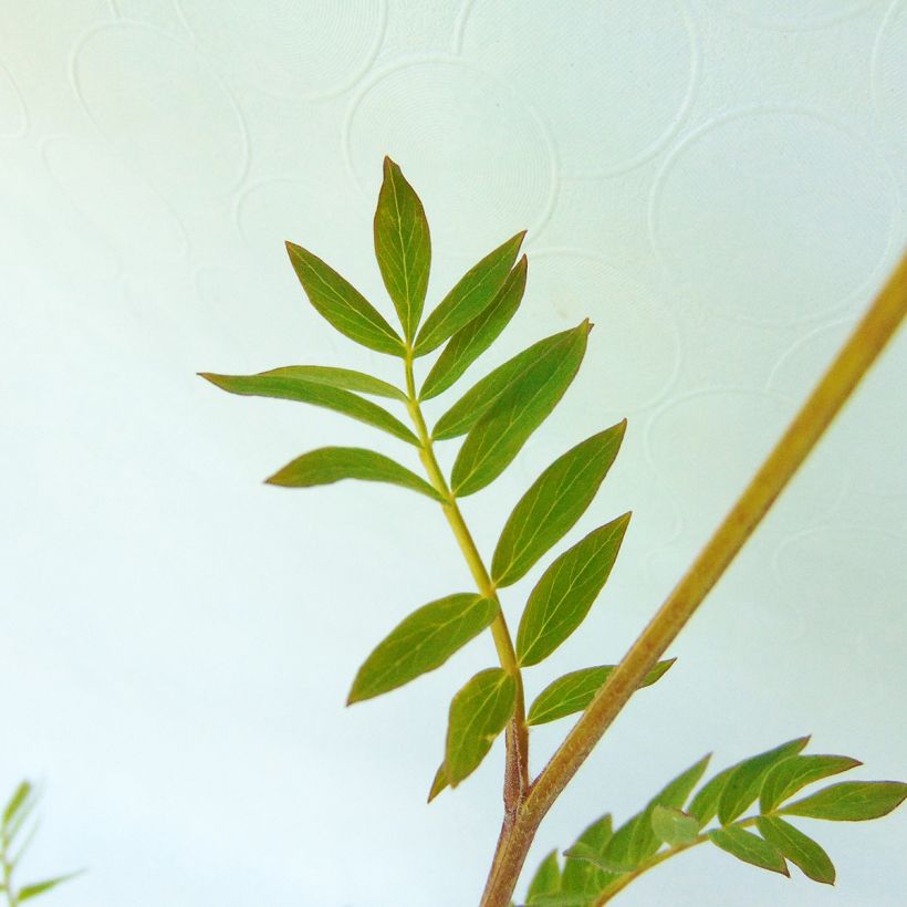 Polemonium carneum Apricot Delight (Folhagem)