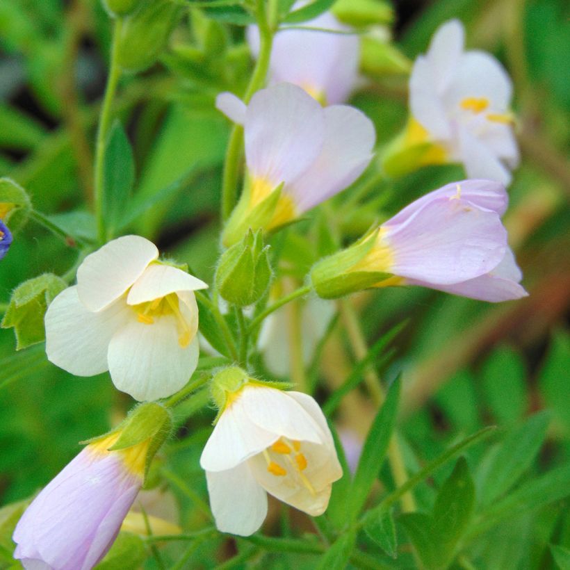 Polemonium carneum Apricot Delight (Floração)