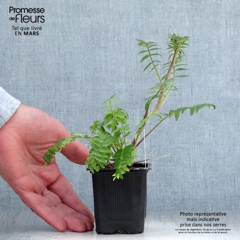 Amostra de Polemonium carneum Apricot Delight Vaso de 8/9 cm tal como entregue na primavera