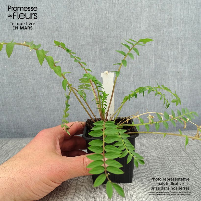 Amostra de Polemonium carneum Apricot Delight Vaso de 8/9 cm tal como entregue no inverno