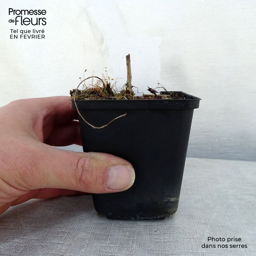 Amostra de Polemonium reptans × yezoense Heaven Scent Vaso de 8/9 cm tal como entregue no inverno