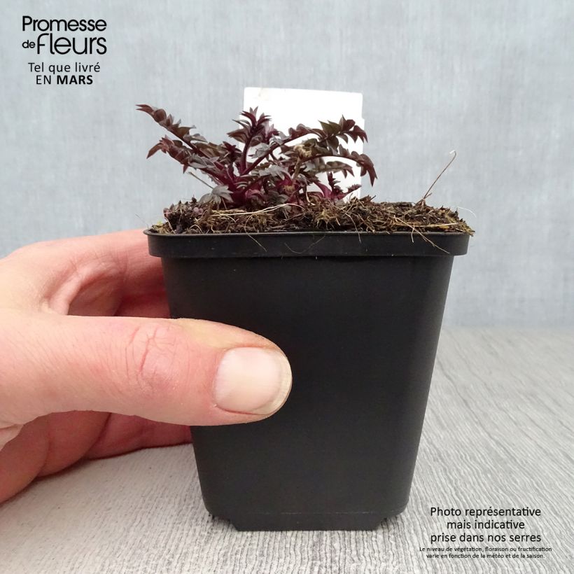 Amostra de Polemonium reptans × yezoense Heaven Scent Vaso de 8/9 cm tal como entregue na primavera