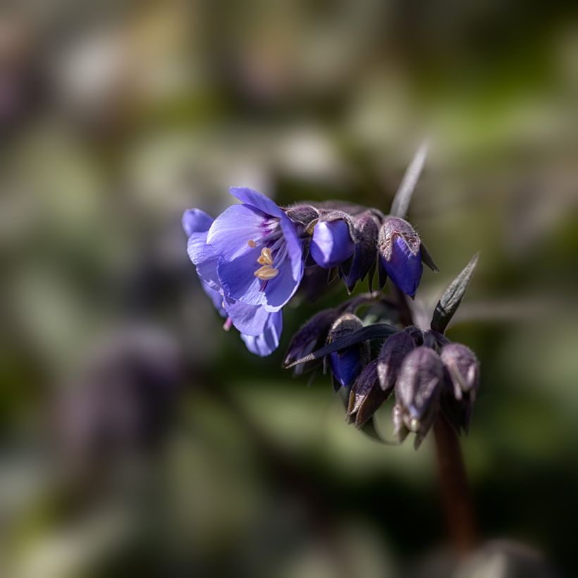 Polemonium reptans × yezoense Heaven Scent (Floração)