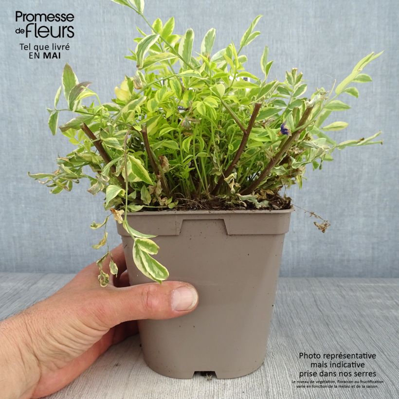 Amostra de Polemonium pulcherrimum Golden Feathers Vaso de 2 L/3 L tal como entregue na primavera