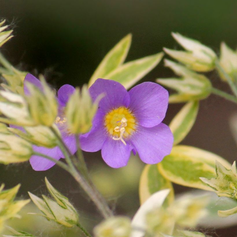 Polemonium pulcherrimum Golden Feathers (Floração)