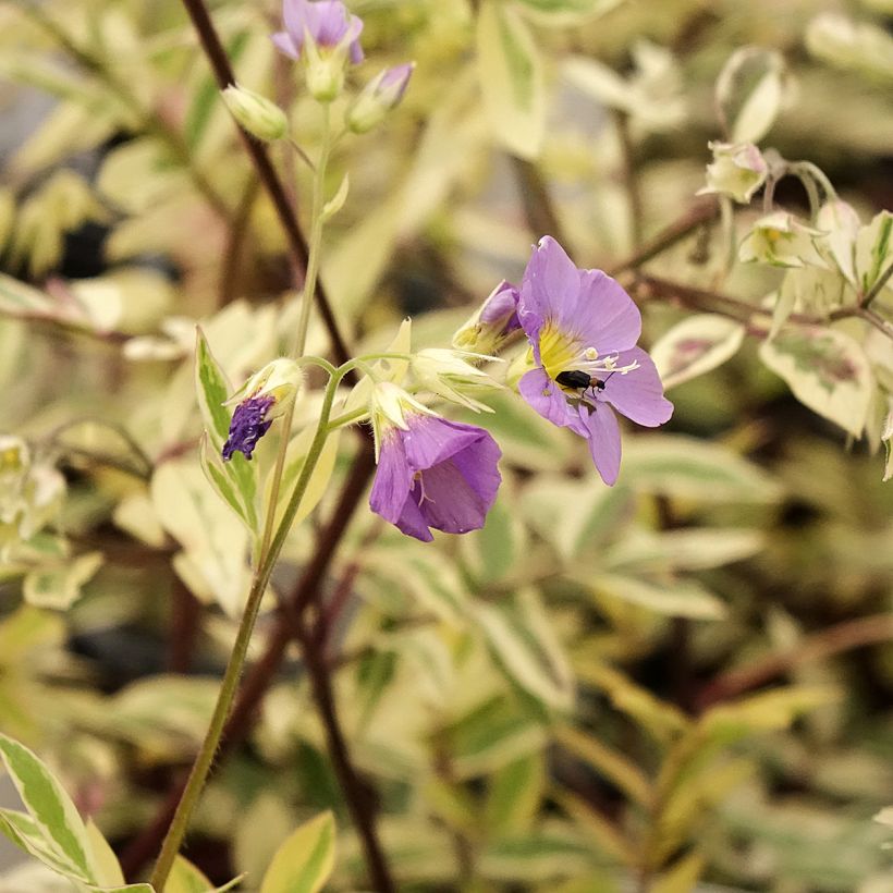 Polemonium pulcherrimum Golden Feathers (Floração)