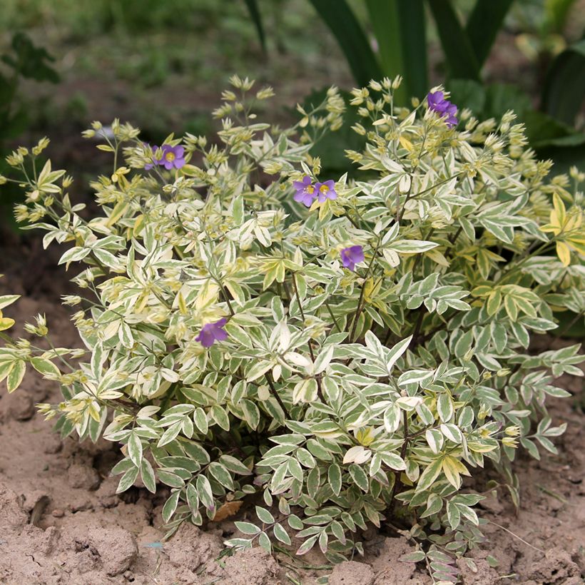 Polemonium pulcherrimum Golden Feathers (Hábito)