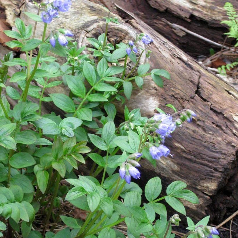 Polemonium reptans (Hábito)
