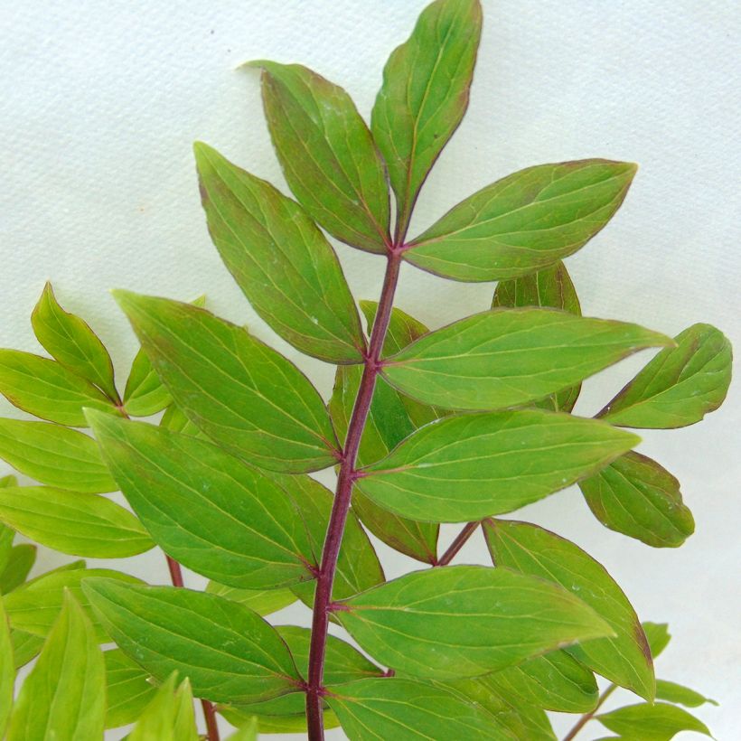 Polemonium reptans Blue Pearl (Folhagem)