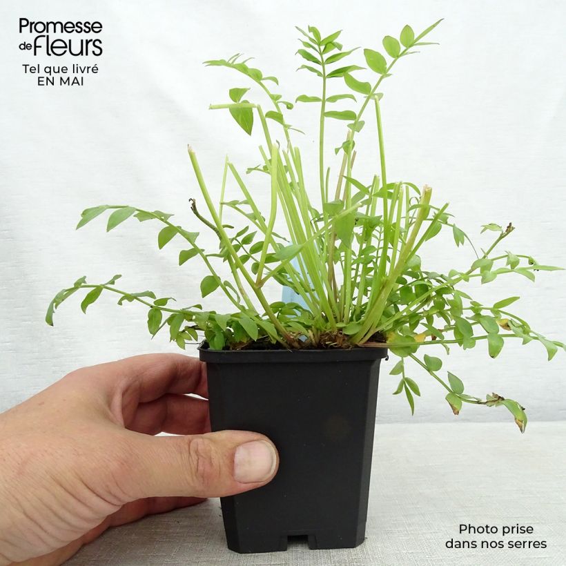 Amostra de Polemonium reptans Blue Pearl Vaso de 8/9 cm tal como entregue na primavera