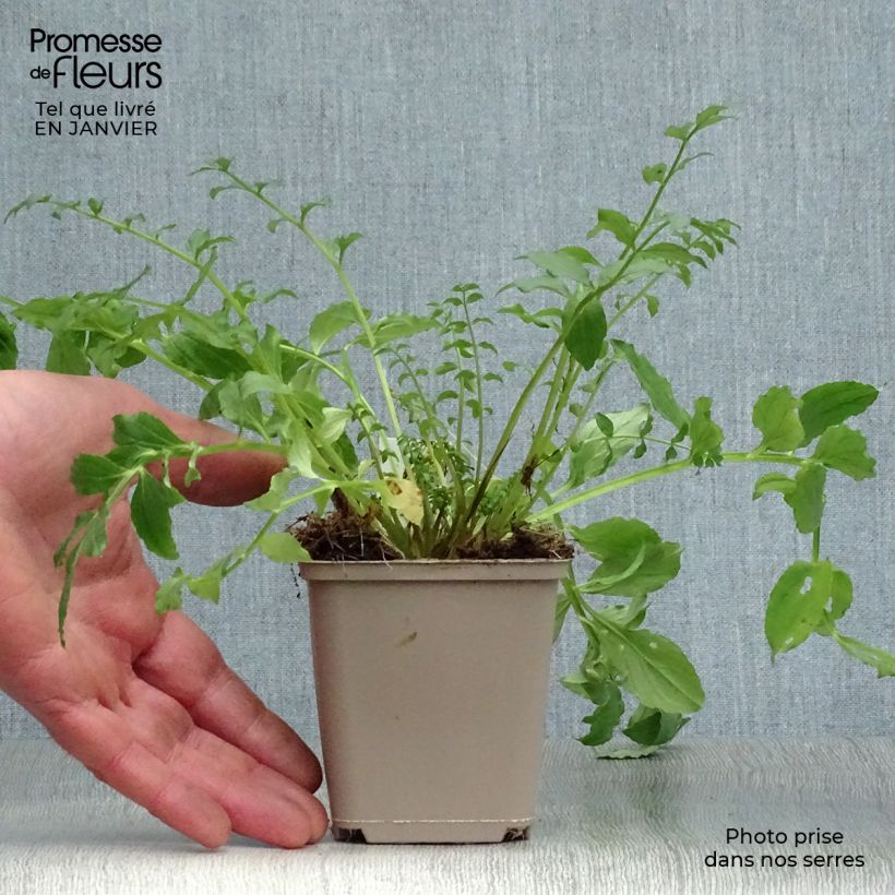 Amostra de Polemonium reptans Blue Pearl - Valériane grecque rampante Vaso de 8/9 cm tal como entregue no inverno