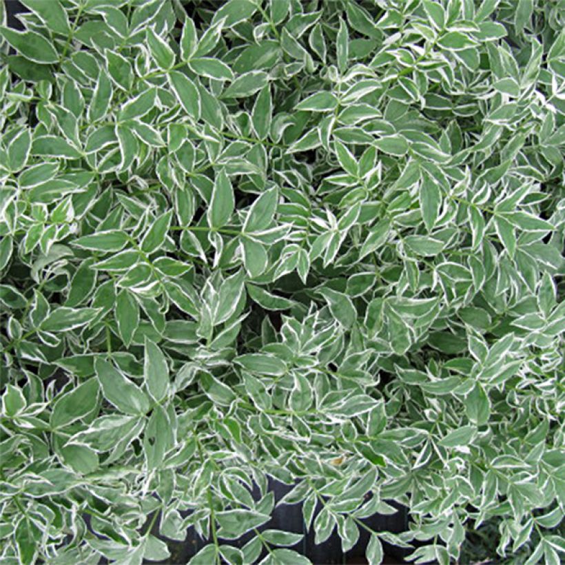 Polemonium reptans Touch of Class (Folhagem)