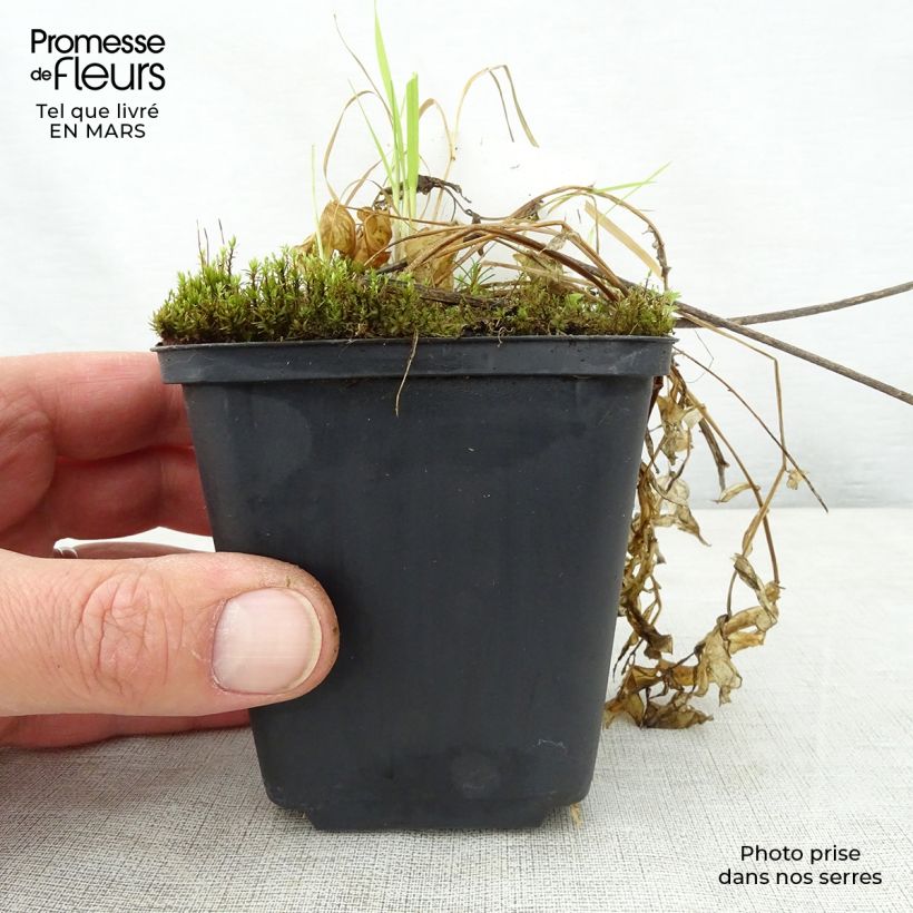 Amostra de Polemonium reptans Touch of Class Vaso de 8/9 cm tal como entregue na primavera