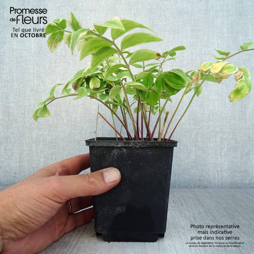 Amostra de Polemonium reptans Touch of Class Vaso de 8/9 cm tal como entregue no outono