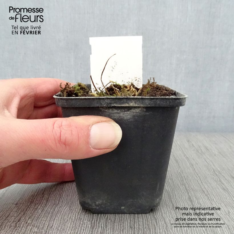 Amostra de Polemonium reptans Touch of Class - Valériane grecque rampante Vaso de 8/9 cm tal como entregue no inverno