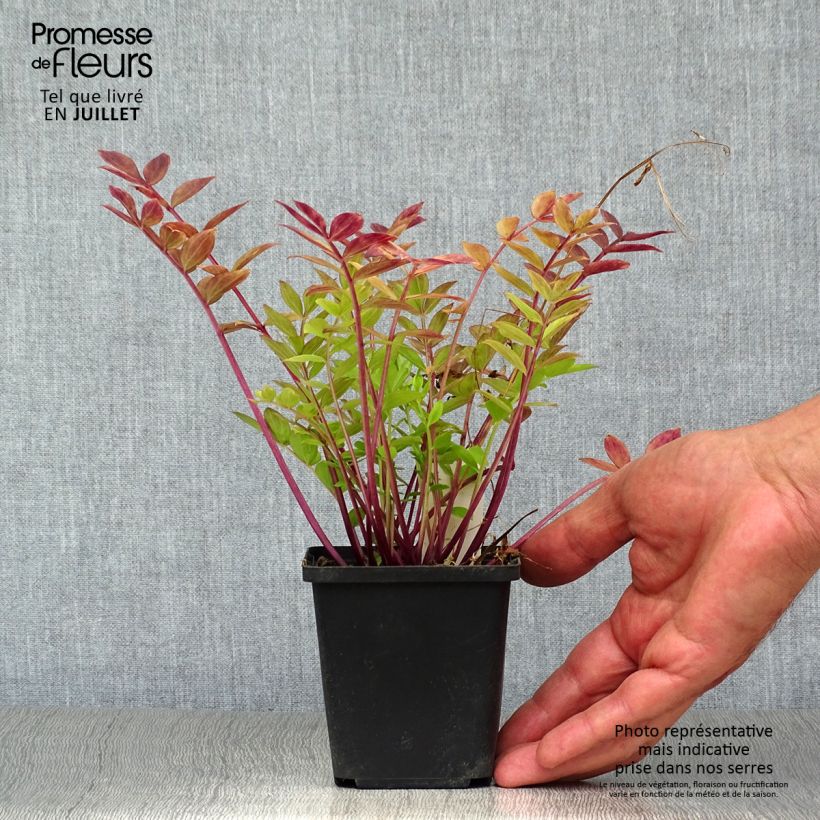 Amostra de Polemonium reptans Vaso de 8/9 cm tal como entregue no verão