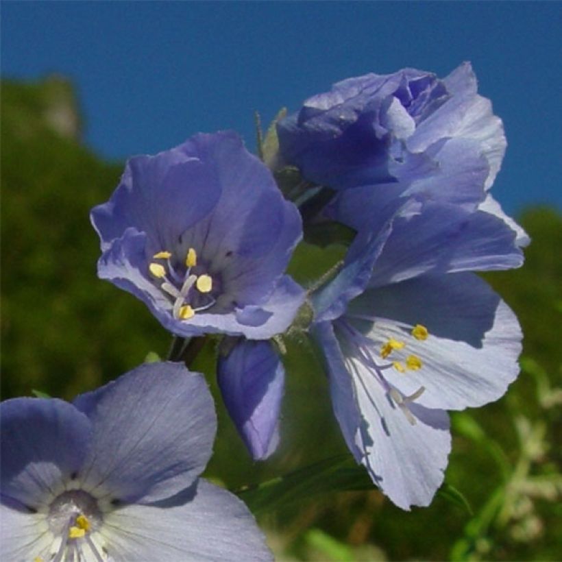 Polemonium yezoense Purple Rain (Floração)