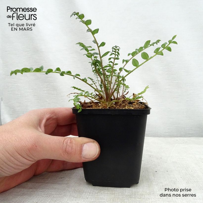Amostra de Polemonium yezoense Purple Rain Vaso de 8/9 cm tal como entregue na primavera