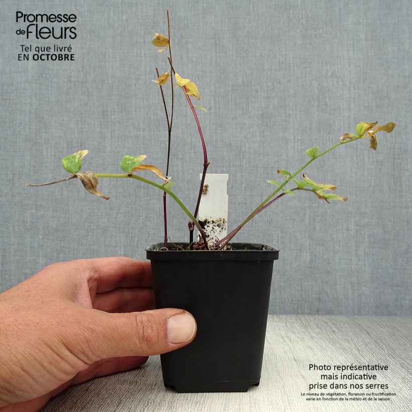 Amostra de Polemonium yezoense Purple Rain Vaso de 8/9 cm tal como entregue no outono