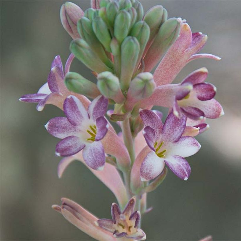 Polianthes tuberosa Sensation (Floração)