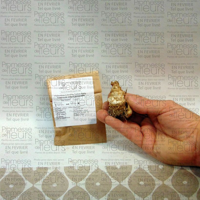 Exemplo de amostra de Polianthes tuberosa Yellow Baby - Tubéreuse Bulbe Kaliber/Größe 10+ tal como entregue