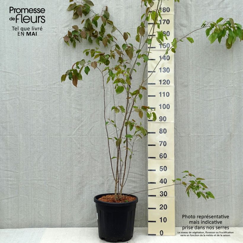 Amostra de Poliothyrsis sinensis Vaso de 20 L/25 L tal como entregue na primavera
