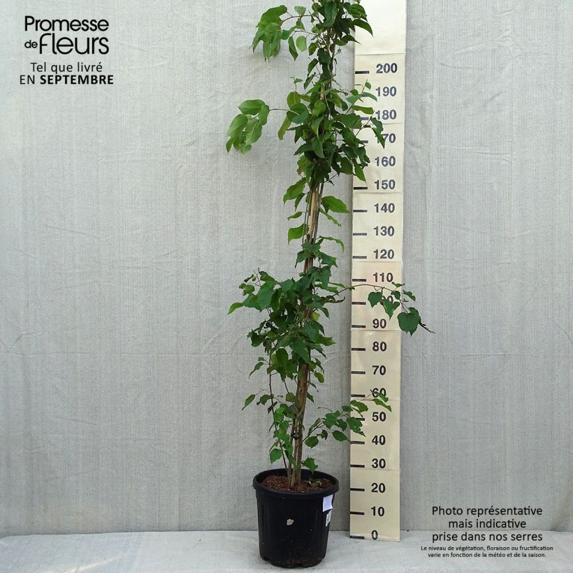 Amostra de Poliothyrsis sinensis Vaso de 20 L/25 L tal como entregue no verão