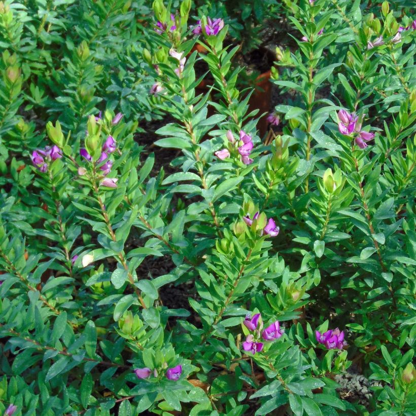 Polygala myrtifolia (Folhagem)