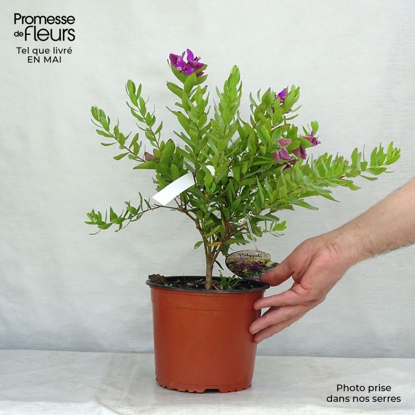 Amostra de Polygala myrtifolia Vaso de 2 L/3 L tal como entregue na primavera