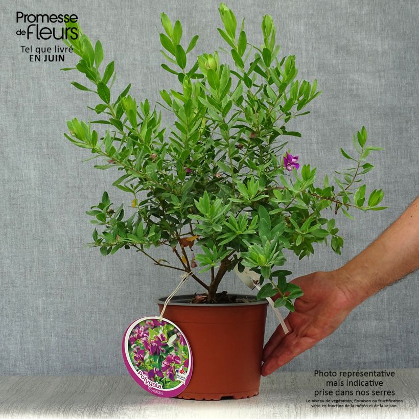 Amostra de Polygala myrtifolia Vaso de 2 L/3 L tal como entregue no verão