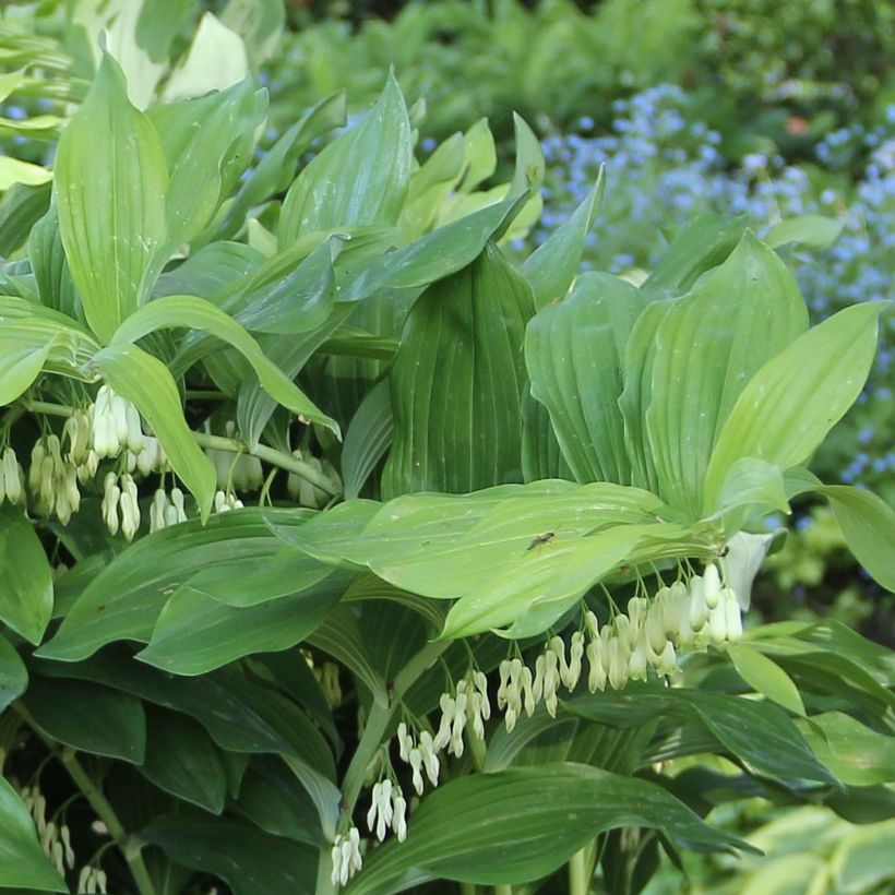 Polygonatum Weihenstephan (Folhagem)
