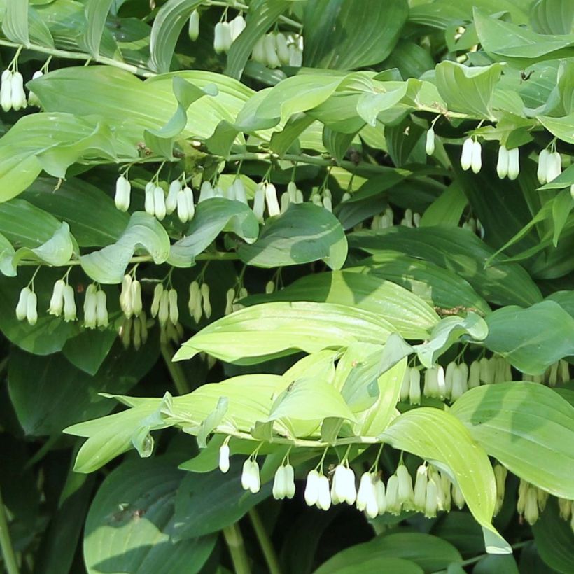 Polygonatum Weihenstephan (Floração)