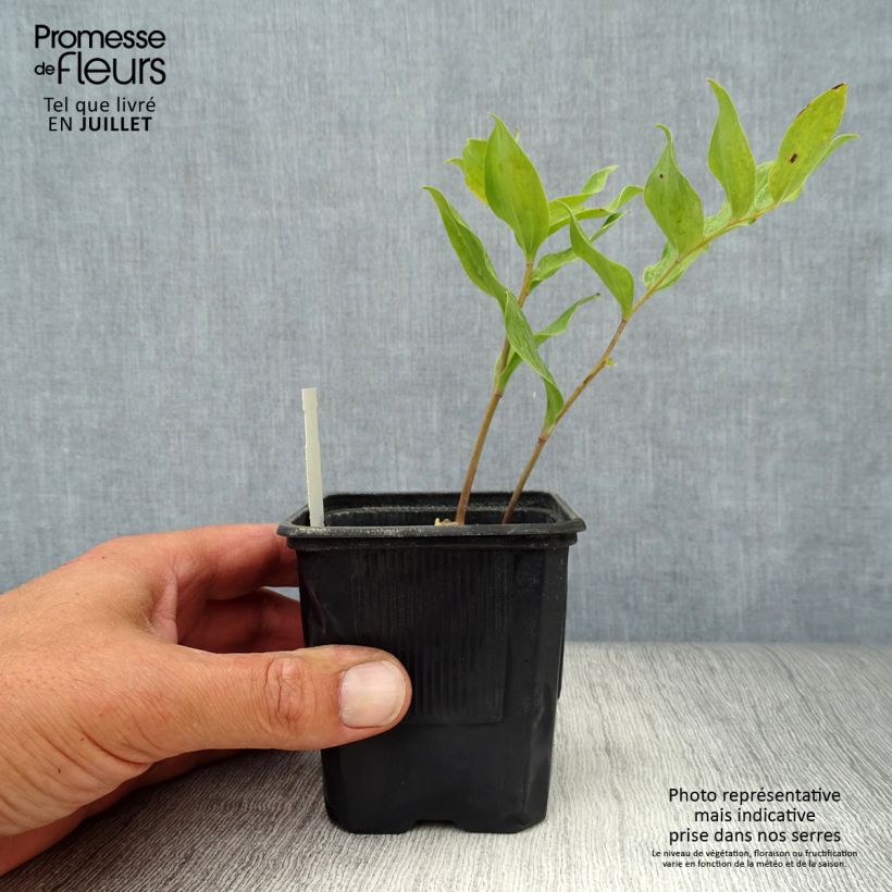 Amostra de Polygonatum Weihenstephan Vaso de 8/9 cm tal como entregue no verão