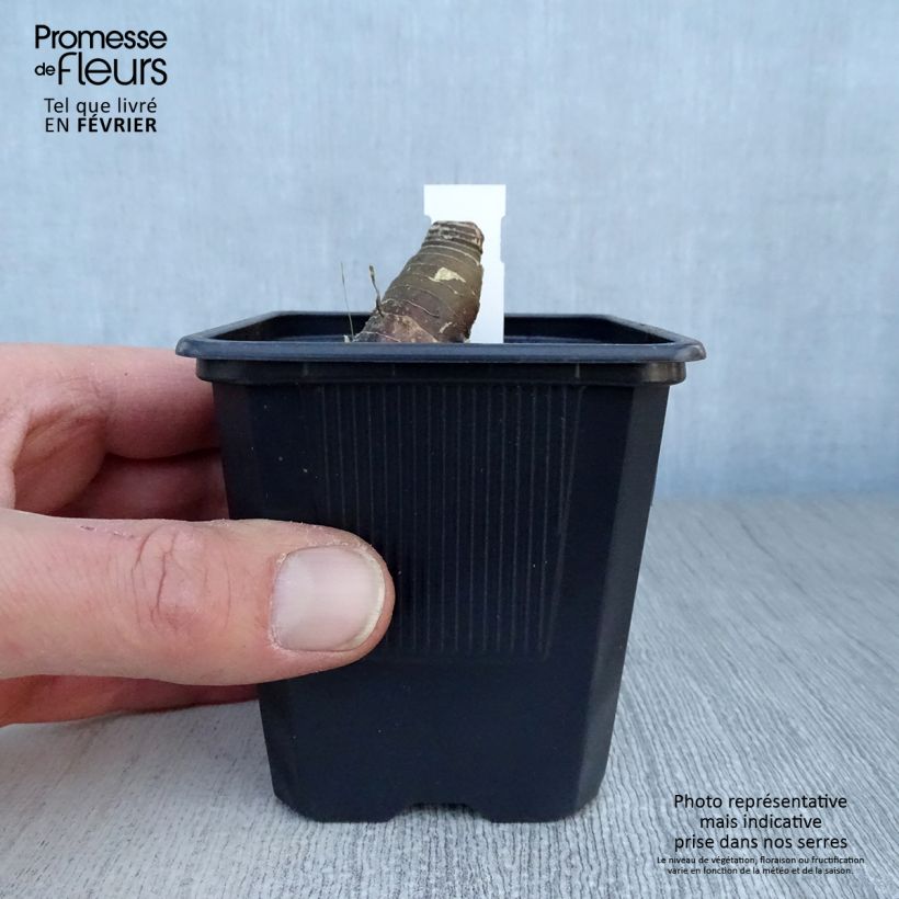 Amostra de Polygonatum Weihenstephan - Sceau de Salomon Vaso de 8/9 cm tal como entregue no inverno