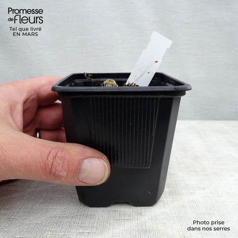 Amostra de Polygonatum Weihenstephan Vaso de 8/9 cm tal como entregue na primavera