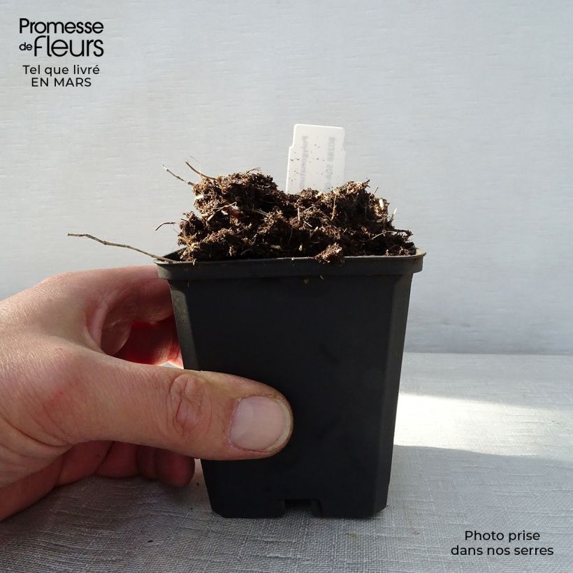 Amostra de Polygonatum humile Vaso de 8/9 cm tal como entregue na primavera