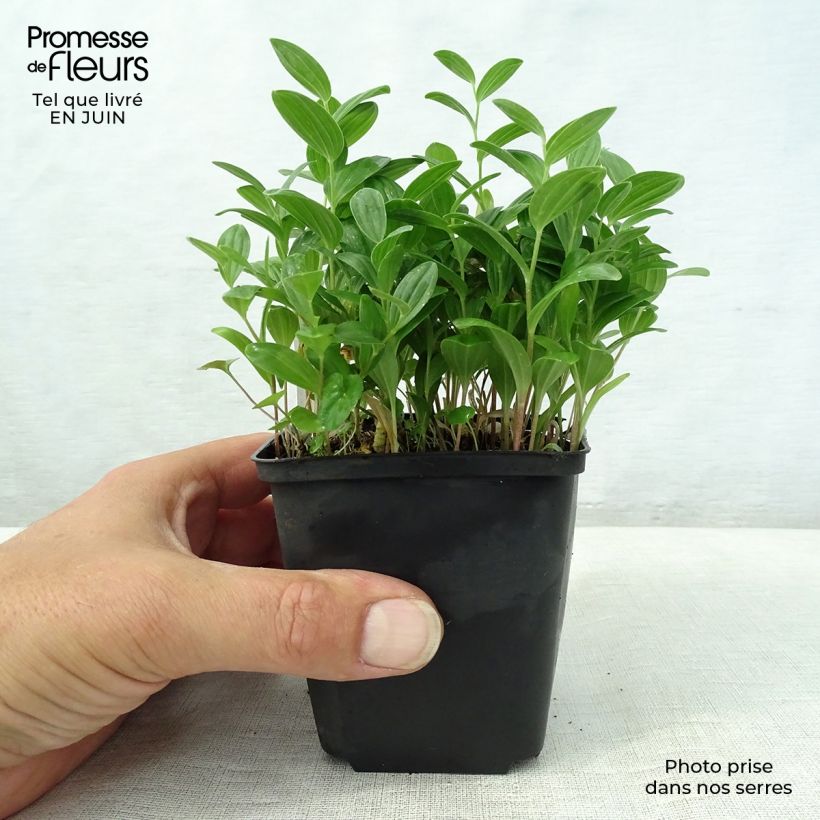 Amostra de Polygonatum humile Vaso de 8/9 cm tal como entregue no verão