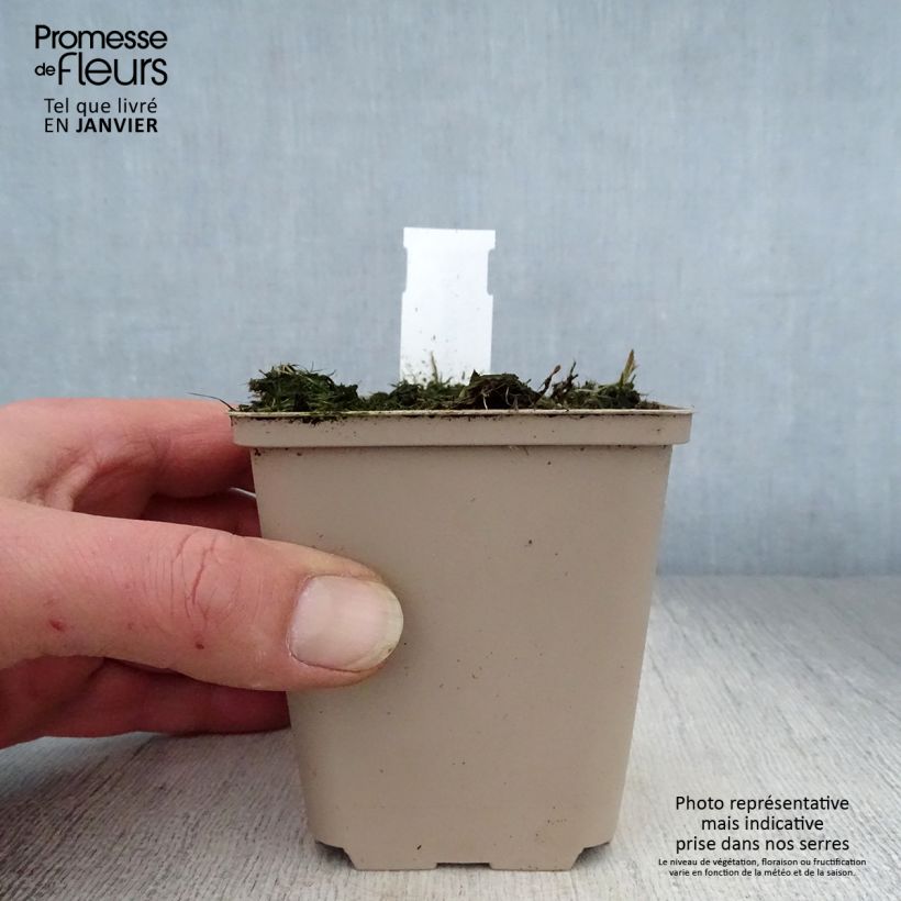 Amostra de Polygonatum humile - Sceau de Salomon Vaso de 8/9 cm tal como entregue no inverno