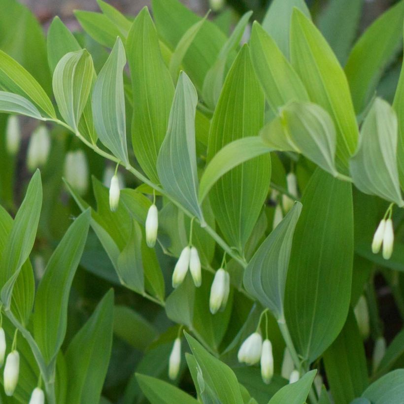 Polygonatum odoratum (Folhagem)