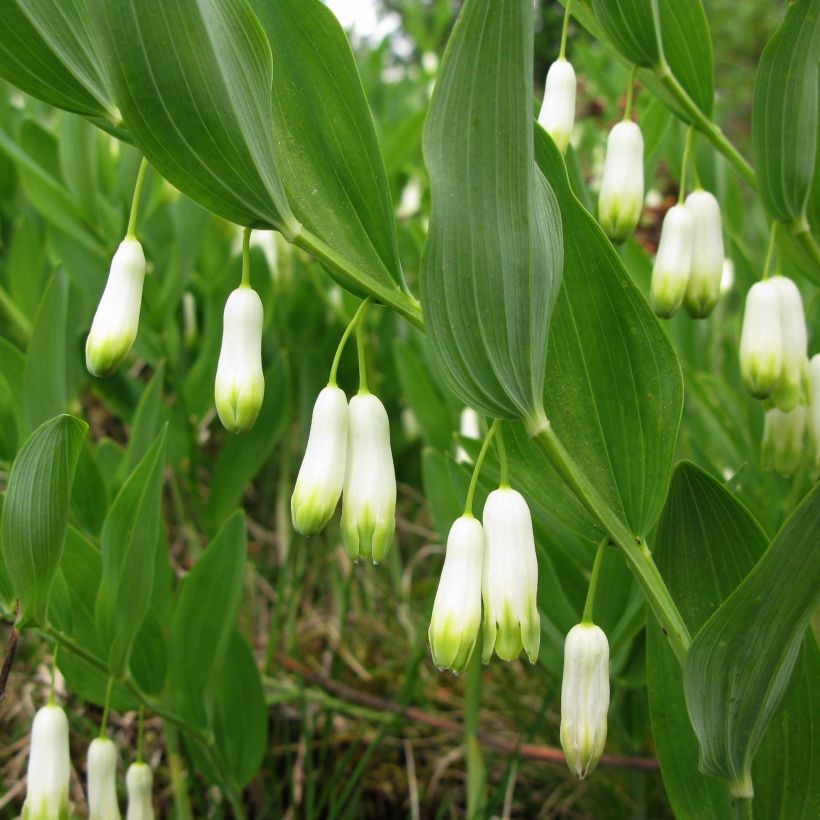 Polygonatum odoratum (Floração)