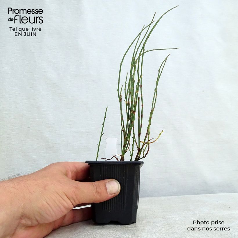 Amostra de Polygonum scoparium Vaso de 8/9 cm tal como entregue no verão