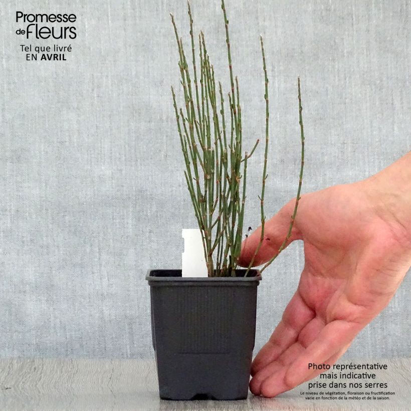 Amostra de Polygonum scoparium Vaso de 8/9 cm tal como entregue na primavera