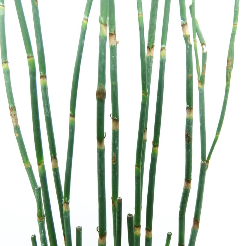 Polygonum scoparium (Folhagem)